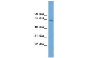 PLBD1 antibody  (AA 51-100)
