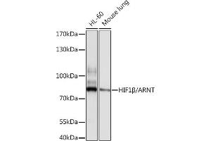 Western blot analysis of extracts of various cell lines, using HIF1β/ARNT antibody (ABIN3021190, ABIN3021191, ABIN3021192 and ABIN6214058) at 1:1000 dilution. (ARNT antibody  (AA 400-500))
