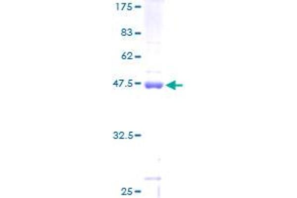 MRPS25 Protein (AA 1-173) (GST tag)