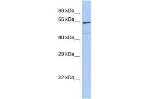 Host:  Rabbit  Target Name:  ZNF7  Sample Type:  293T Whole cell lysates  Antibody Dilution:  1. (ZNF7 antibody  (C-Term))