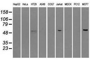 Image no. 6 for anti-Nuclear Receptor Binding Protein 1 (NRBP1) antibody (ABIN1499824) (NRBP1 antibody)