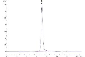 The purity of Mouse ITGAL&ITGB2 is greater than 95 % as determined by SEC-HPLC. (Integrin alpha L beta 2 (ITGAL & ITGB2) Heterodimer (AA 24-1087) protein (His tag))
