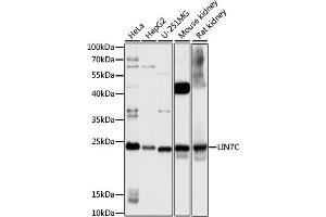 Western blot analysis of extracts of various cell lines, using LIN7C antibody (ABIN7268269) at 1:1000 dilution. (LIN7C antibody  (AA 1-70))