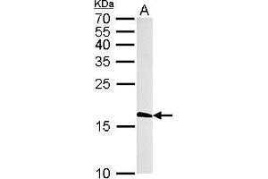 WB Image Histone H3. (Histone H3.3B antibody  (full length))