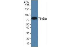 Figure. (LPHN3 antibody  (AA 1105-1447))