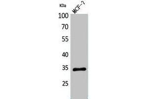 Western Blot analysis of MCF7 cells using MAPK Organizer 1 Polyclonal Antibody. (MORG1 antibody  (Internal Region))