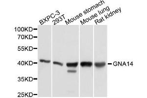 Western blot analysis of extracts of various cell lines, using GNA14 antibody. (GNa14 antibody  (AA 40-350))