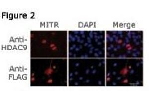 Figure 2: Immunofluorescence staining of MITR for a compartmentalization study in undifferentiated C2C12 myoblasts transfected with a MITR-expressing plasmid. (HDAC9 antibody  (N-Term))