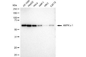 Western blotting analysis using AMPK alpha 1 antibody (ABIN7800007). (Recombinant PRKAA1 antibody)