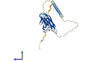 AlphaFold protein structure predicition of Mouse Recombinant Tnfsf13b Protein, UniprotID Q9WU72 (BAFF Protein (AA 1-309) (His tag))