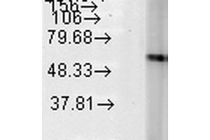Western Blot analysis of Human Heat Shocked HeLa cell lysates showing detection of Hsp60 protein using Mouse Anti-Hsp60 Monoclonal Antibody, Clone LK-2 . (HSPD1 antibody  (Atto 594))