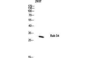 Western Blot (WB) analysis of 293T lysis using Rab 34 antibody.
