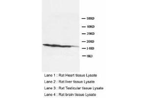 Image no. 1 for anti-Lymphocyte Antigen 6 Complex, Locus A (Ly6a) (AA 91-108) antibody (ABIN1491709) (Sca-1/Ly-6A/E antibody  (AA 91-108))
