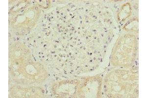 Immunohistochemistry of paraffin-embedded human kidney tissue using ABIN7164439 at dilution of 1:100 (Midline 2 antibody  (AA 506-735))