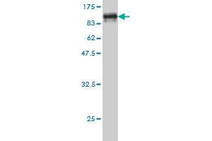 Western Blot detection against Immunogen (86. (NARS antibody  (AA 1-548))