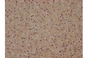 IHC image of ABIN7153189 diluted at 1:400 and staining in paraffin-embedded human adrenal gland tissue performed on a Leica BondTM system. (FZD7 antibody  (AA 161-239))