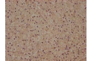 IHC image of ABIN7153189 diluted at 1:400 and staining in paraffin-embedded human adrenal gland tissue performed on a Leica BondTM system.