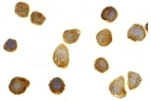 Immunohistochemistry (IHC) image for anti-Toll Interacting Protein (TOLLIP) (C-Term) antibody (ABIN1030762) (TOLLIP antibody  (C-Term))