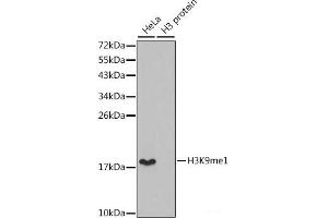 Western blot analysis of extracts of various cell lines using MonoMethyl-Histone H3-K9 Polyclonal Antibody. (Histone 3 antibody  (meLys9))