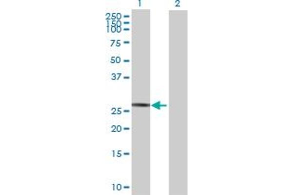 SPATA9 antibody  (AA 1-254)
