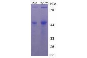 Image no. 1 for Arachidonic Acid (AA) protein (Ovalbumin) (ABIN1880284)