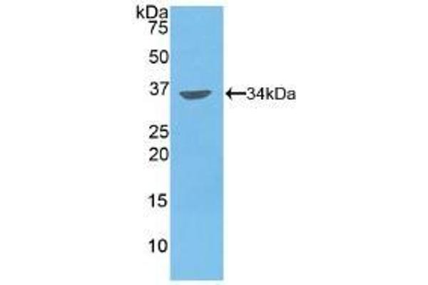 MMP7 antibody  (AA 1-267)