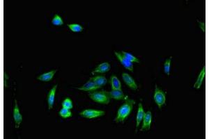 Immunofluorescent analysis of Hela cells using ABIN7164297 at dilution of 1:100 and Alexa Fluor 488-congugated AffiniPure Goat Anti-Rabbit IgG(H+L) (IL16 antibody  (AA 1-81))