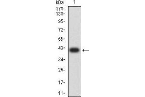 Western blot analysis using PCDH9 mAb against human PCDH9 (AA: 24-148) recombinant protein.