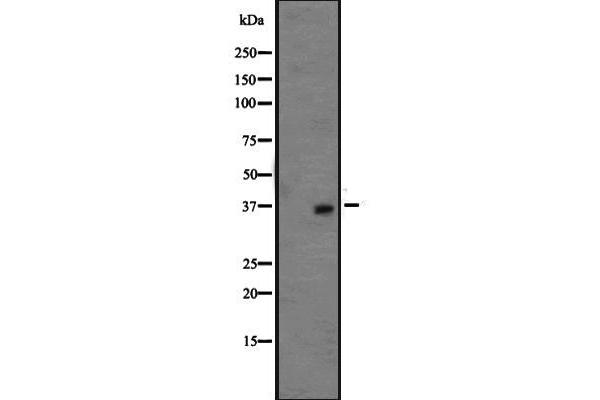 OR1L3 antibody  (C-Term)