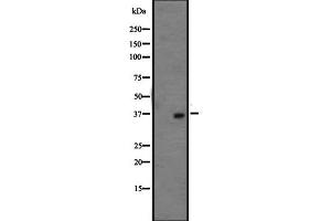 Western blot analysis of OR1L3 expression in HepG2 cell lysate ;,The lane on the left is treated with the antigen-specific peptide. (OR1L3 antibody  (C-Term))