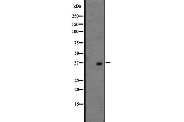 OR1L3 Antikörper  (C-Term)