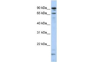 Western Blotting (WB) image for anti-Male-Specific Lethal 2 Homolog (MSL2) antibody (ABIN2458724) (MSL2 antibody)
