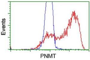 Flow Cytometry (FACS) image for anti-Phenylethanolamine N-Methyltransferase (PNMT) antibody (ABIN1500312)