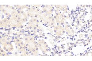 Detection of CRTAP in Mouse Kidney Tissue using Polyclonal Antibody to Cartilage Associated Protein (CRTAP) (CRTAP antibody  (AA 26-400))