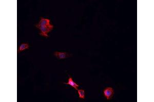 ABIN6266742 staining Hek293 cells by IF/ICC. (TNFRSF1B antibody  (C-Term))