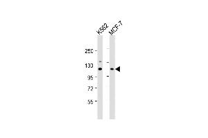 All lanes : Anti-EIF3CL Antibody (N-term) at 1:1000 dilution Lane 1: K562 whole cell lysate Lane 2: MCF-7 whole cell lysate Lysates/proteins at 20 μg per lane. (EIF3CL antibody  (N-Term))