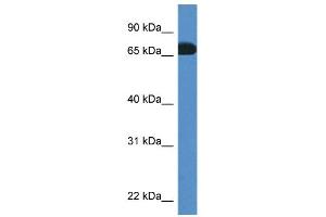 WB Suggested Anti-Pros1 Antibody Titration: 1. (PROS1 antibody  (C-Term))