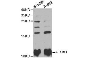 Western blot analysis of extracts of various cell lines, using ATOX1 Antibody (ABIN2561279) at 1:1000 dilution.