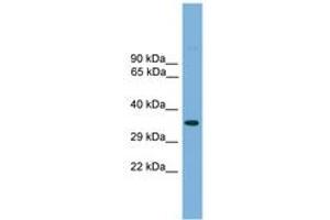 Image no. 1 for anti-Transcription Factor AP-4 (Activating Enhancer Binding Protein 4) (TFAP4) (AA 181-230) antibody (ABIN6744614) (TFAP4 antibody  (AA 181-230))