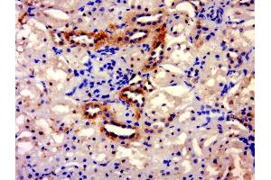 Paraformaldehyde-fixed, paraffin embedded rat kidney, Antigen retrieval by boiling in sodium citrate buffer (pH6. (TXNDC11 antibody  (AA 601-700))