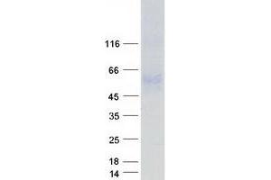 Serine Incorporator 1 (SERINC1) protein (Myc-DYKDDDDK Tag)