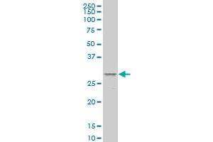 MESP1 monoclonal antibody (M09), clone 4B4 Western Blot analysis of MESP1 expression in COLO 320 HSR . (MESP1 antibody  (AA 1-63))