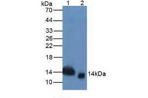 Figure. (Trefoil Factor 2 antibody  (AA 27-129))