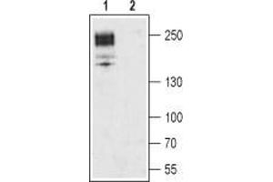 Western Blotting (WB) image for anti-Calcium Channel, Voltage-Dependent, L Type, alpha 1C Subunit (CACNA1C) (AA 848-865), (Intracellular) antibody (ABIN7043000)