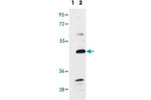 Western blot analysis of BMP7 polyclonal antibody . (BMP7 antibody  (N-Term))