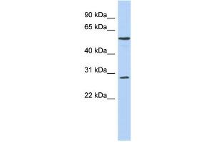WB Suggested Anti-PRRC1 Antibody Titration: 0.
