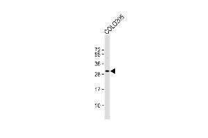 Anti-CCD Antibody (C-term) at 1:1000 dilution + COL whole cell lysate Lysates/proteins at 20 μg per lane. (CCDC117 antibody  (C-Term))