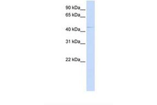 ZDHHC16 antibody  (AA 290-339)