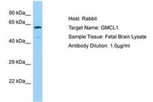 Image no. 1 for anti-Germ Cell-Less, Spermatogenesis Associated 1 (GMCL1) (AA 41-90) antibody (ABIN6750100) (GMCL1 antibody  (AA 41-90))