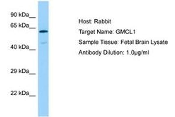 GMCL1 antibody  (AA 41-90)